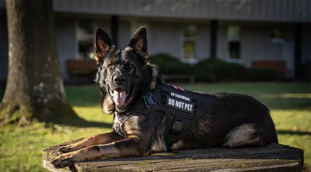 Durable Harness and Leash Set for Large Dogs